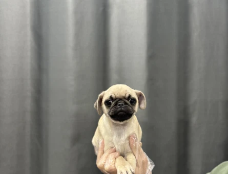 PUG YAVRULAR - 4810