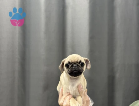PUG YAVRULAR