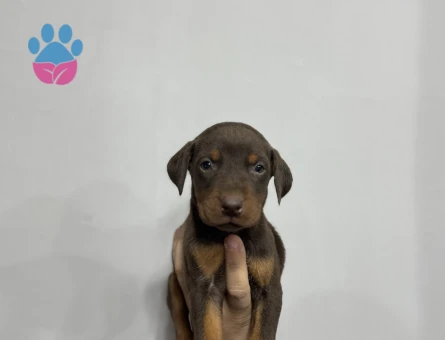 KİNG KIZIL DOBERMAN YAVRULAR - 4812