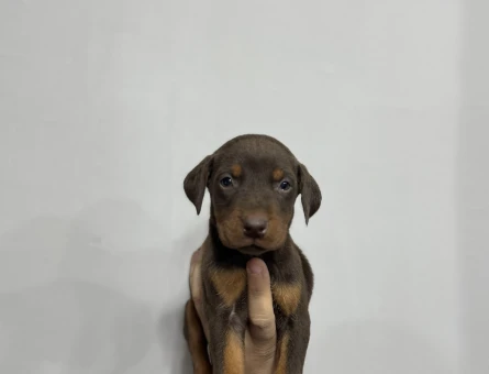 KİNG KIZIL DOBERMAN YAVRULAR - 4812