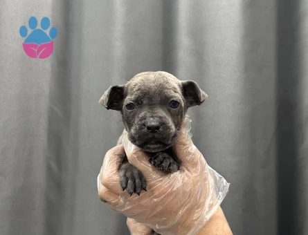 CANE CORSO BEBEKLER