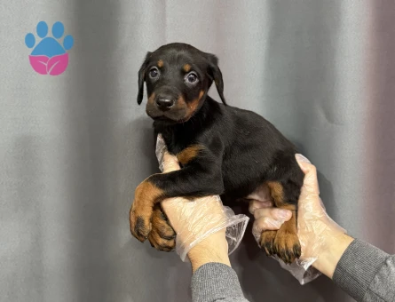 SİYAH DOBERMAN YAVRULAR