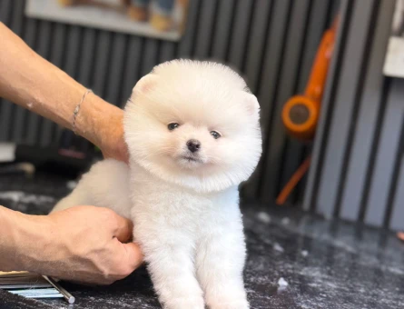 POMERANİAN BOO YAVRUMUZ - 4816
