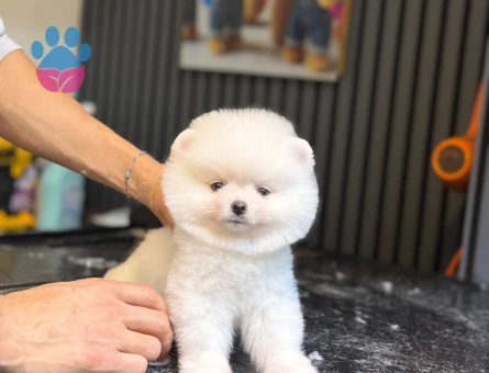 POMERANİAN BOO YAVRUMUZ