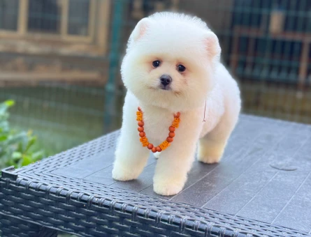ORJİNAL POMERANİAN BOO YAVRUMUZ - 4817