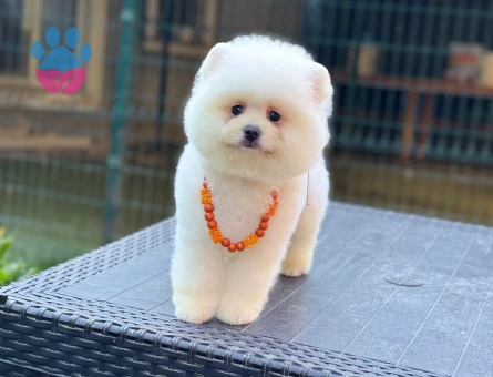 ORJİNAL POMERANİAN BOO YAVRUMUZ