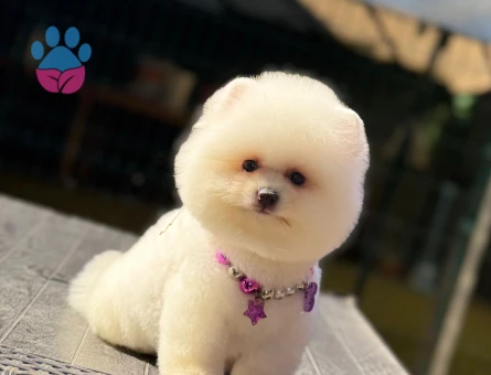 AYI YÜZLÜ POMERANİAN BOO YAVRUMUZ