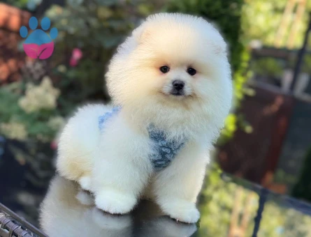 TADDY BEAR POMERANİAN BOO