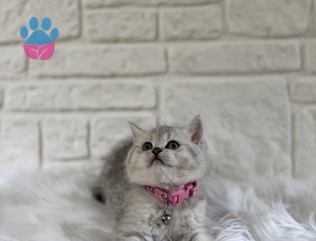 2 Aylık British Shorthair Silver Tabby Dişi Bebeğimiz