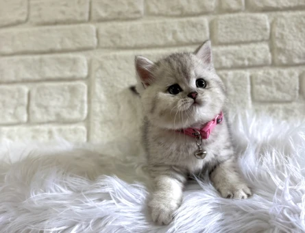 British Shorthair 2 Aylık Şirinlik Abidesi