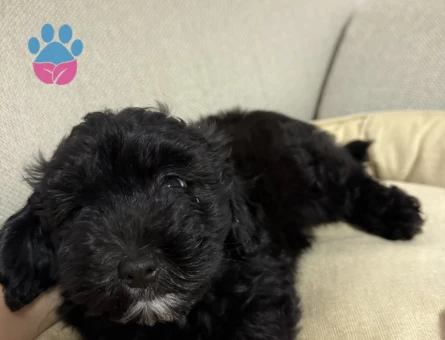 3 Aylık Safkan Poodle Yavrumuza Yuva Arıyoruz!