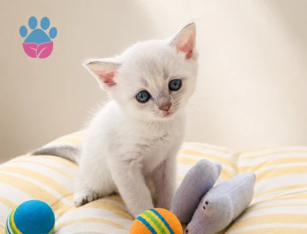 British Shorthair ve British Longhair Erkek & Dişi Yavrular