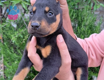 A kalite doberman yavrular
