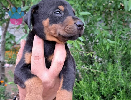 A kalite doberman yavrular