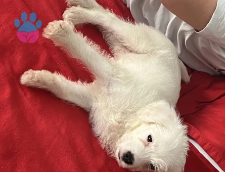 2 Aylık Maltese Terrier Safkan Yuva Arıyor - 5917