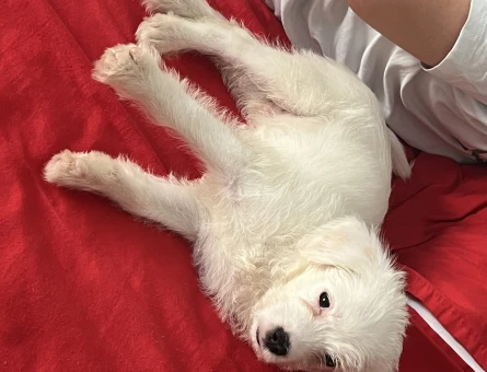 2 Aylık Maltese Terrier Safkan Yuva Arıyor - 5917