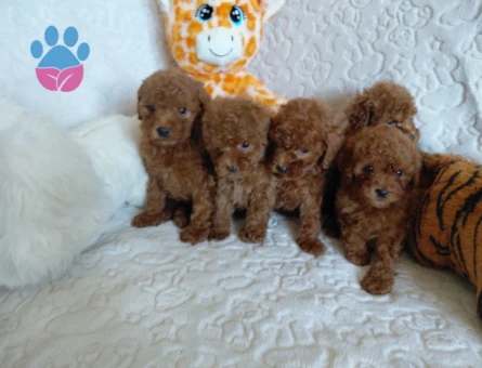 Toy Poodle 2 Aylık Yavrular - 5918