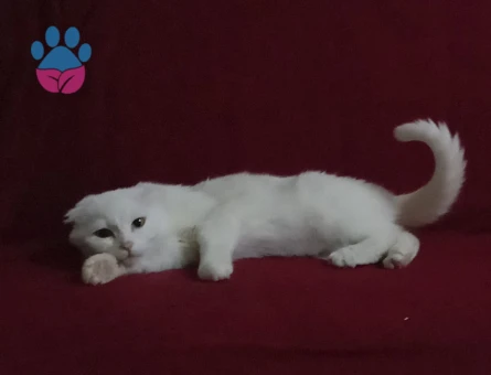 Scottish Fold Dişi Kedim Yuva Arıyor