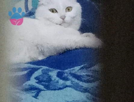 Scottish Fold Dişi Kedim Yuva Arıyor