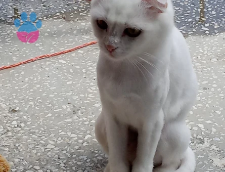 Scottish Fold Dişi Kedim Yuva Arıyor