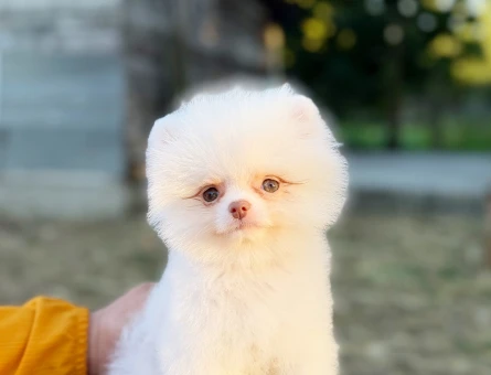 KUSURSUZ KARBEYAZ MİCRO TEACUP ERKEK POMERANİAN NOO - 5927