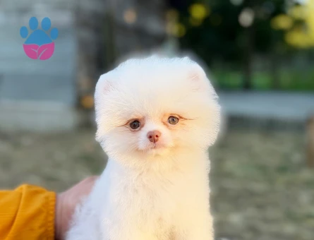 KUSURSUZ KARBEYAZ MİCRO TEACUP ERKEK POMERANİAN NOO