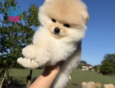 AYICIK POMERANİAN BOO