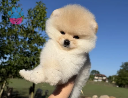 AYICIK POMERANİAN BOO