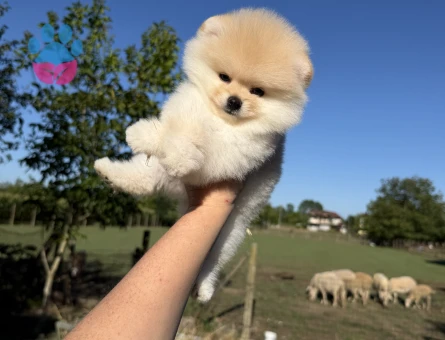 AYICIK POMERANİAN BOO