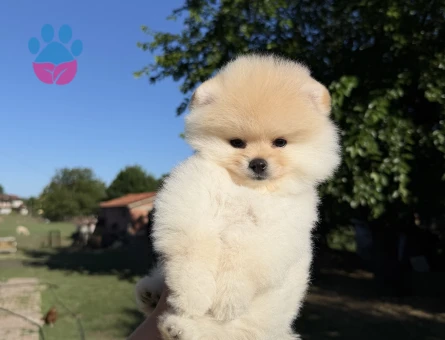 KREM POMERANİAN BOO ÜST DÜZEY