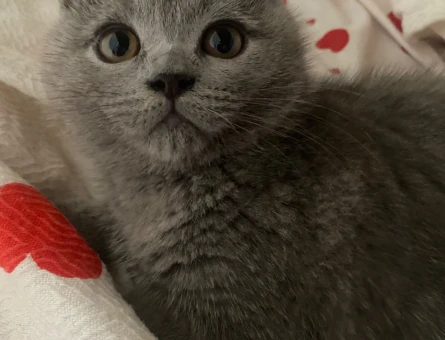 British Shorthair Sevimli miniklere yuva - 5935