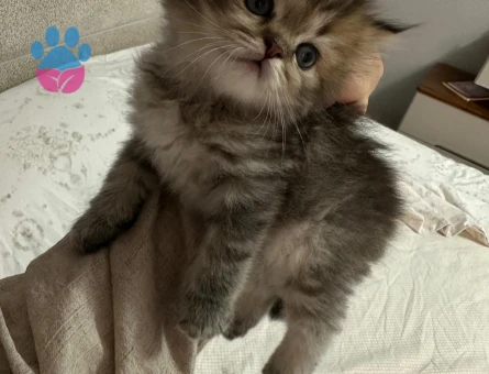 British Longhair Bebekler 2 Aylık