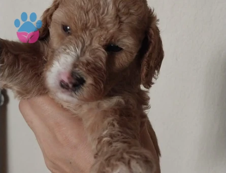 1 aylık Baby face maltipoo