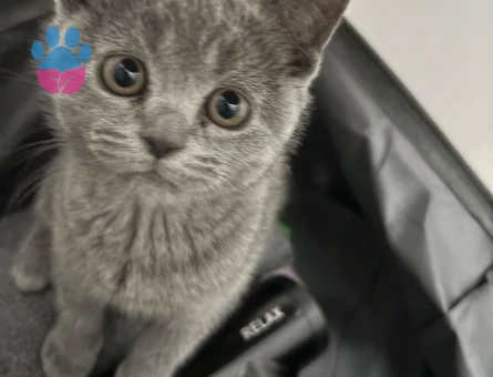 Anne British Shorthair baba scottish fold yavruları - 4802 - Görsel 2