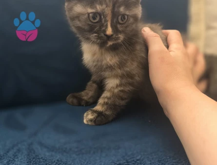 Anne British Shorthair baba scottish fold yavruları - 4802 - Görsel 3
