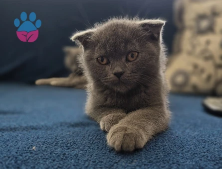 Anne British Shorthair baba scottish fold yavruları - 4802 - Görsel 4