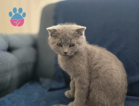 Anne British Shorthair baba scottish fold yavruları - 4802 - Görsel 5
