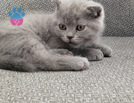 Anne British Shorthair baba scottish fold yavruları - 4802 - Görsel 6