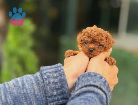 Kore Teacup Poodle 3 Aylık Yavrular - 5940