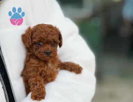 Kore Teacup Poodle 3 Aylık Yavrular