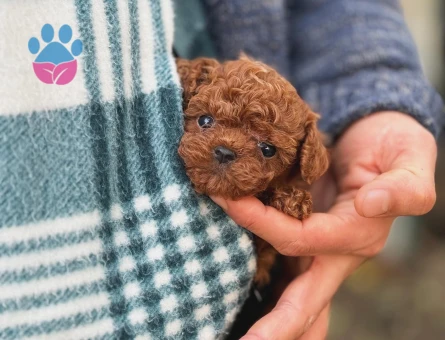 Kore Teacup Poodle 3 Aylık Yavrular