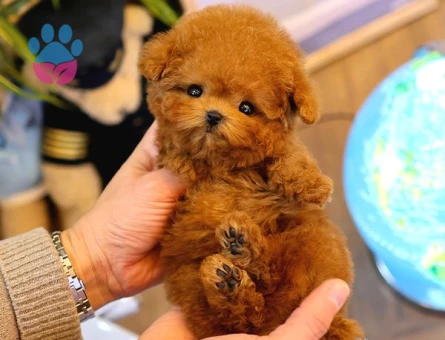 Dünya Tatlısı Poodle Yavrularımız - 5941