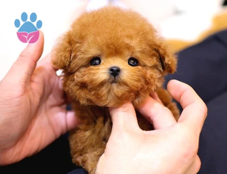 Dünya Tatlısı Poodle Yavrularımız