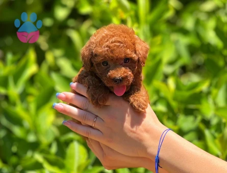 Eşi benzeri olmayan poodle bebeklerimiz - 5942