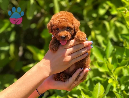 Eşi benzeri olmayan poodle bebeklerimiz