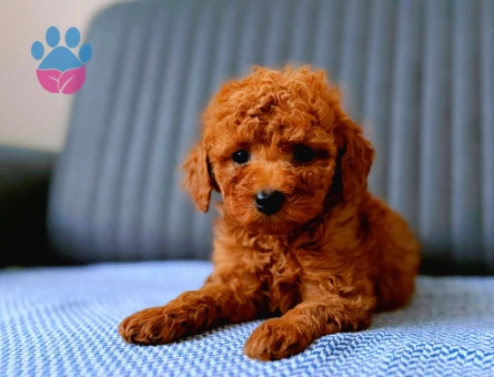 Efsane geldi Poodle Kore bebek