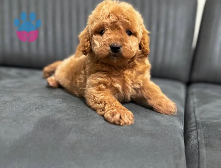 Kore Poodle bebek yüzlü - 5945