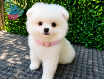 Ruhsatlı Üretimden Beyaz Pomeranian Boo Yavrumuz | Safkan - 5948