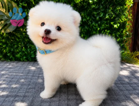Ruhsatlı Üretimden Beyaz Pomeranian Boo Yavrumuz | Safkan