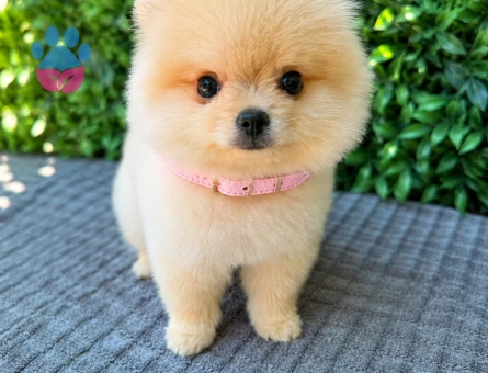 Ruhsatlı Üretimden Cream Pomeranian Boo Yavrumuz | Safkan - 5951